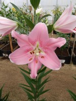 [4216 Companion No02.JPG]